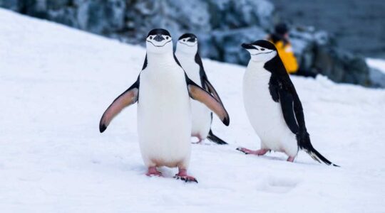 La vita dei pinguini al Polo Sud